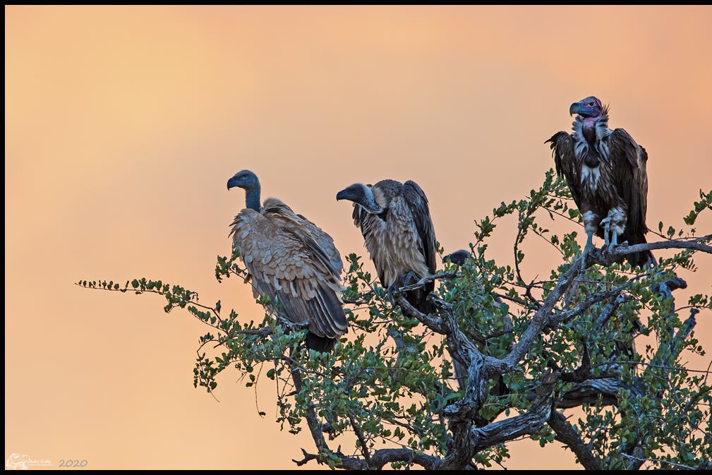 The study found that raptors were under threat from human activity (The Peregrine Fund/PA Wire)/