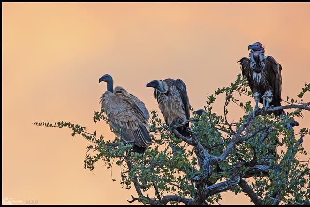 The study found that raptors were under threat from human activity (The Peregrine Fund/PA Wire)/