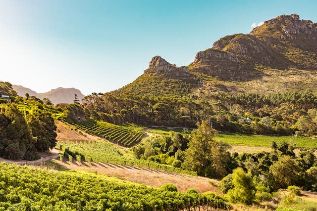 <p>With myriad climates and soil types, South Africa produces some of the finest wines in the world </p>