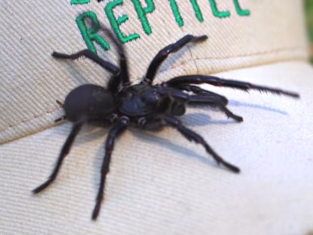 The deadly Sydney funnel-web spider, dubbed Hercules, was found on the Central Coast