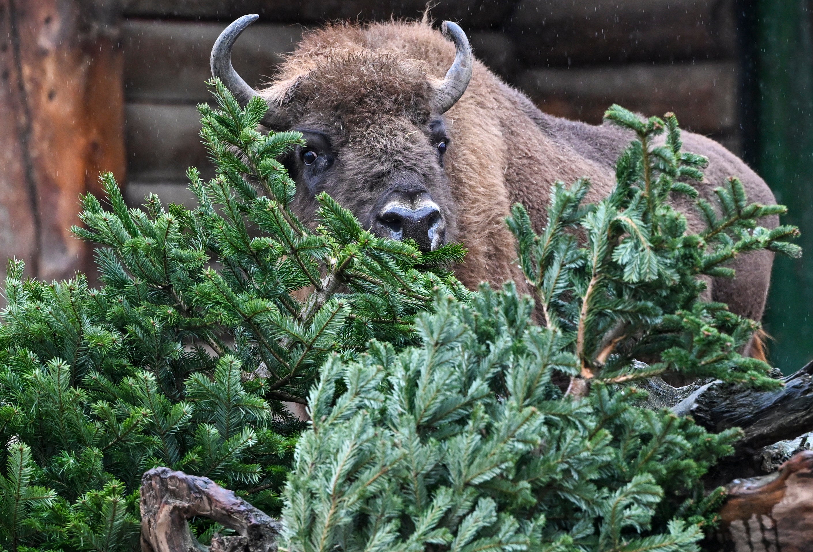 Germany Animals' Christmas