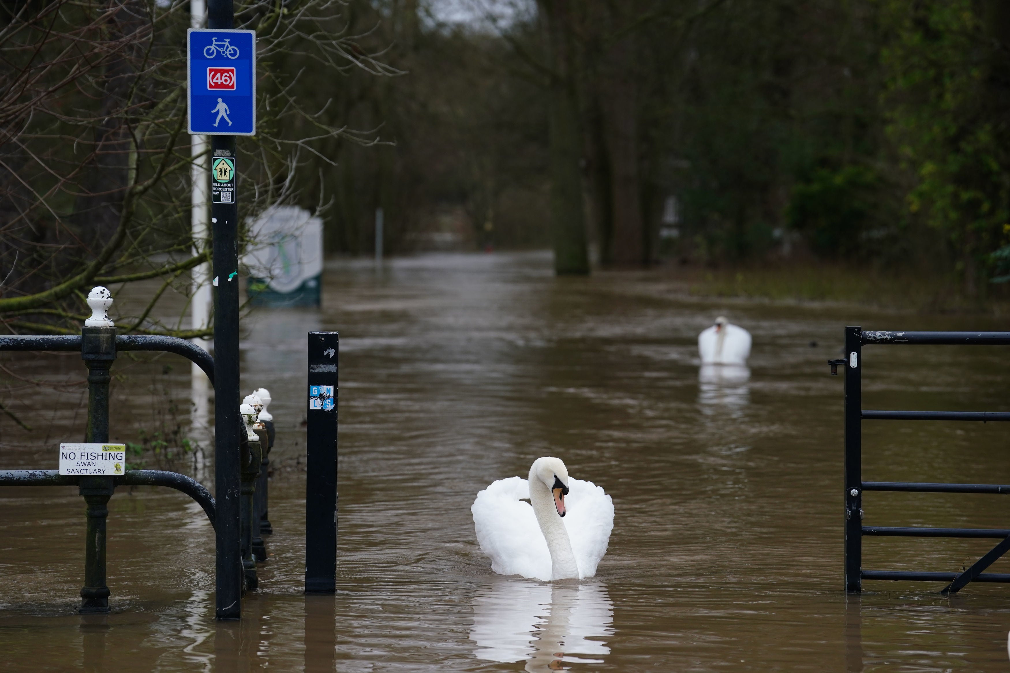 Swans swimming on flood water in Worcester, following heavy rainfall. T