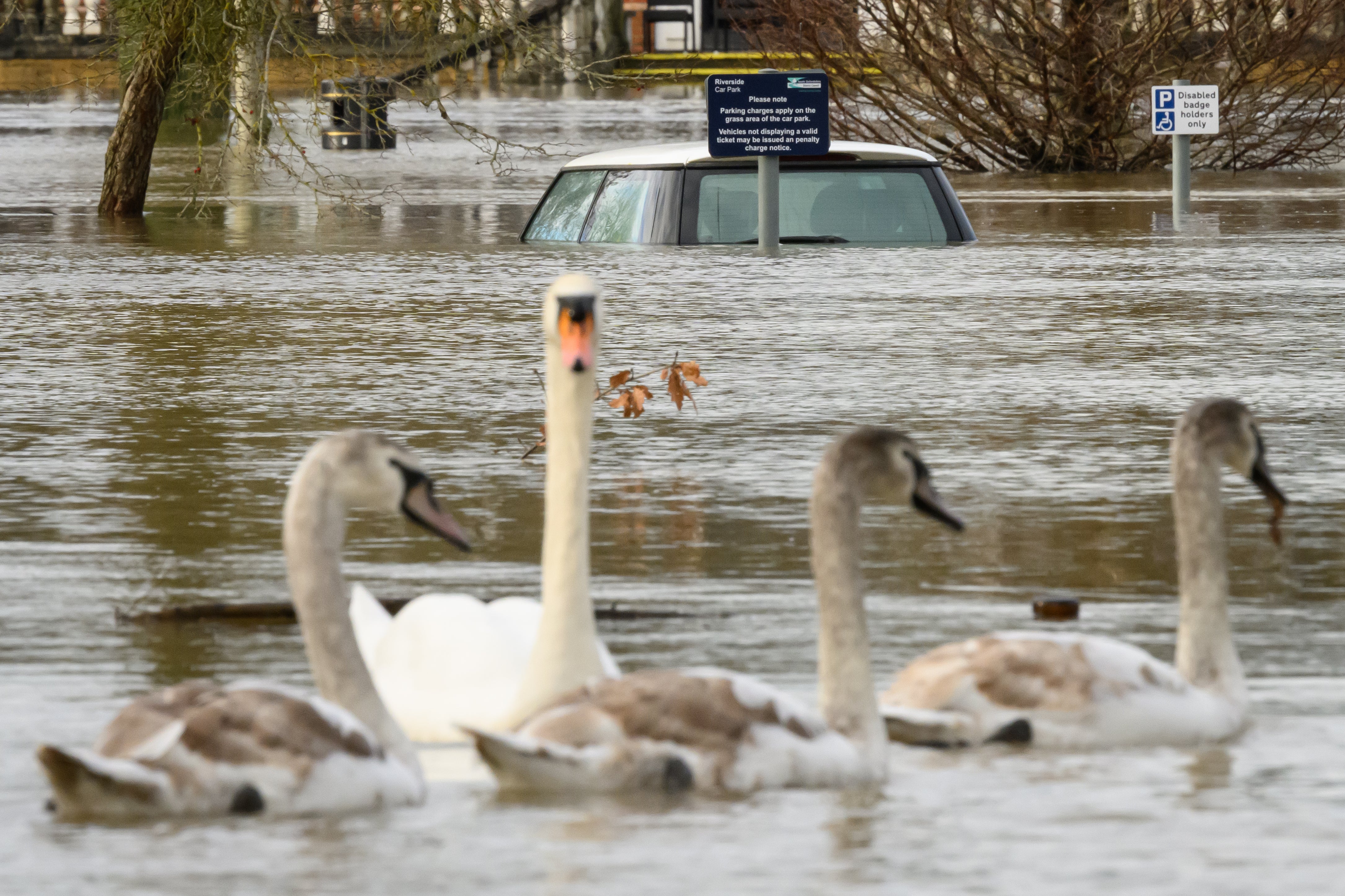 File image: Swans swim past a submerged car in a car park in January in Wallingford, United Kingdom. More rain is set to fall on saturated grounds this week prompting flooding concerns
