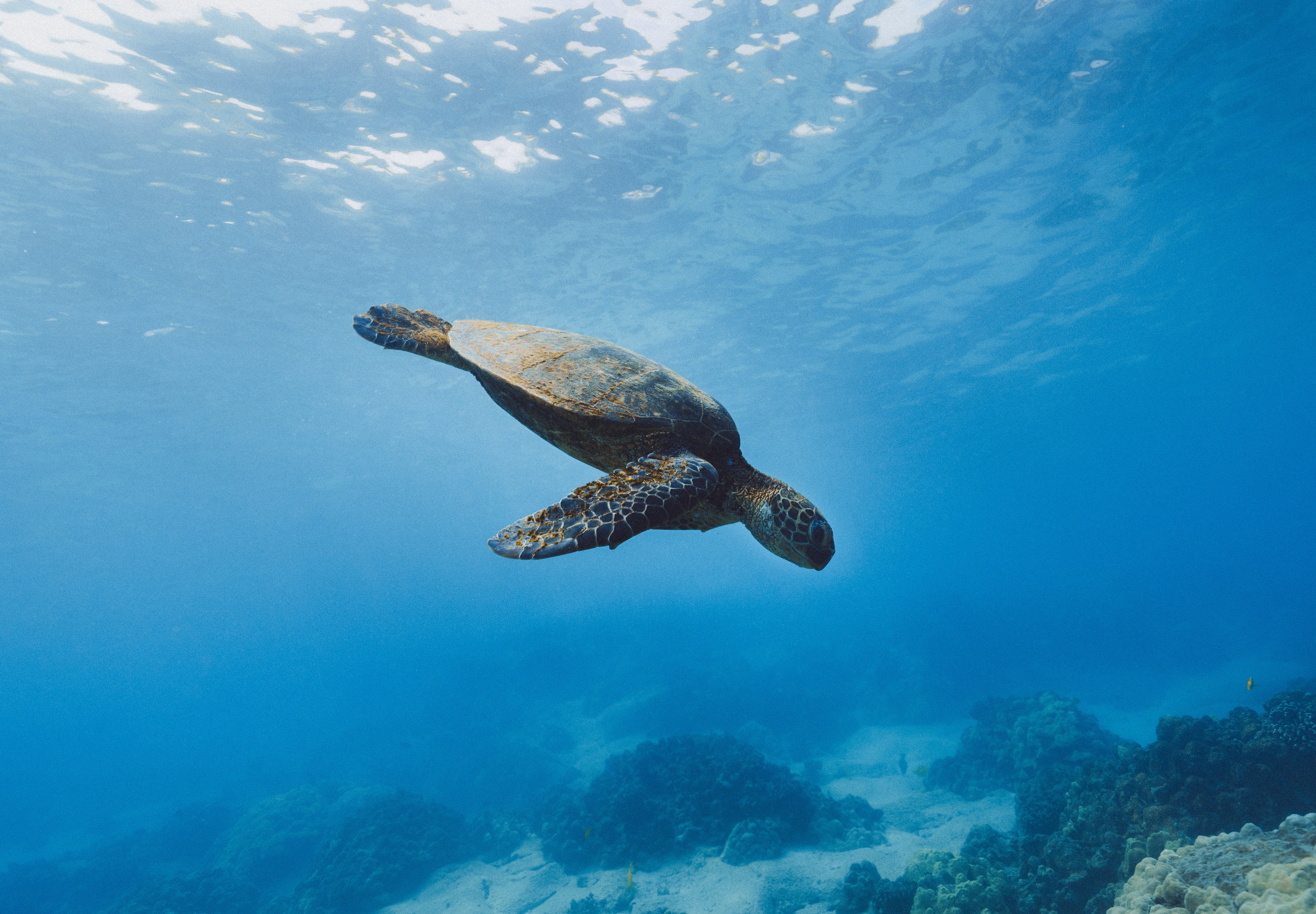 The Galapagos consists of 18 main islands