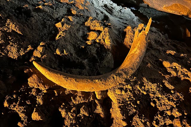 Mammoth Tusk Discovery