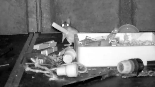 <p>Mouse filmed secretly tidying man’s shed every night for months.</p>
