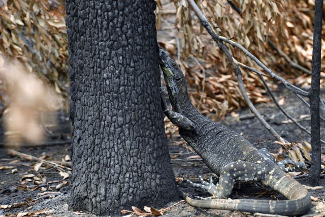 <p>This photo taken on 15 January 2020 shows a goanna looking for food among the charred trees after a bushfire in Budgong area of New South Wales</p>