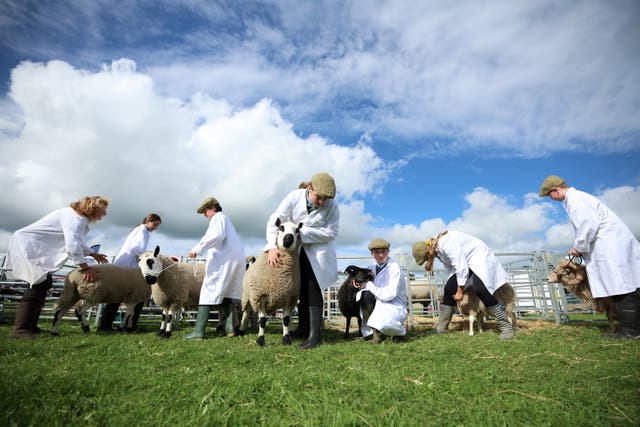 <p>Woodchurch High School pupils line up with their sheep after competing in the Young Handlers class at the Westmorland County Show near Kendal</p>