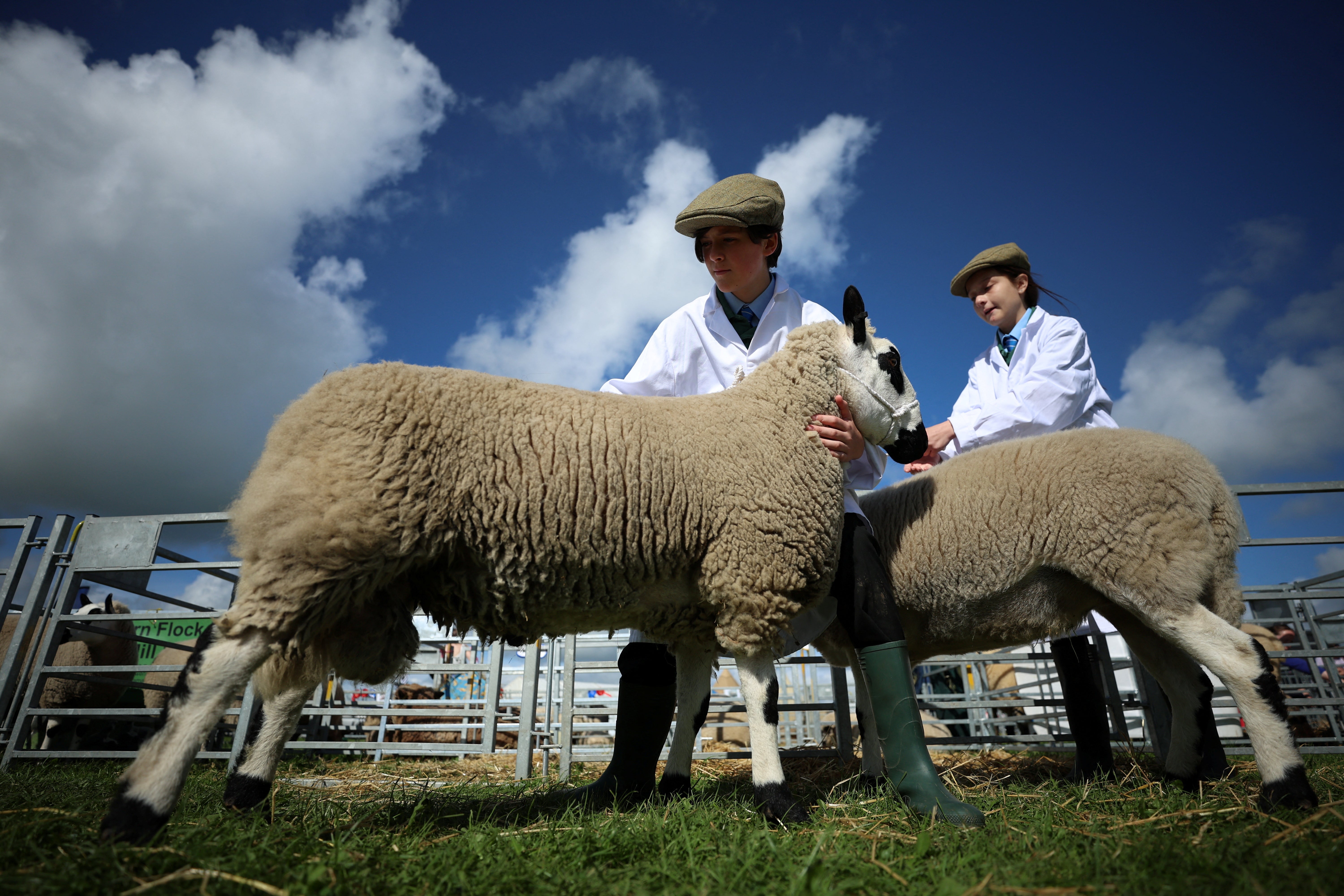 Pupils Megan Pitt and Corey Gibson, both 13, prepare their sheep for judging as they compete in the Young Handlers class at the Westmorland County Show