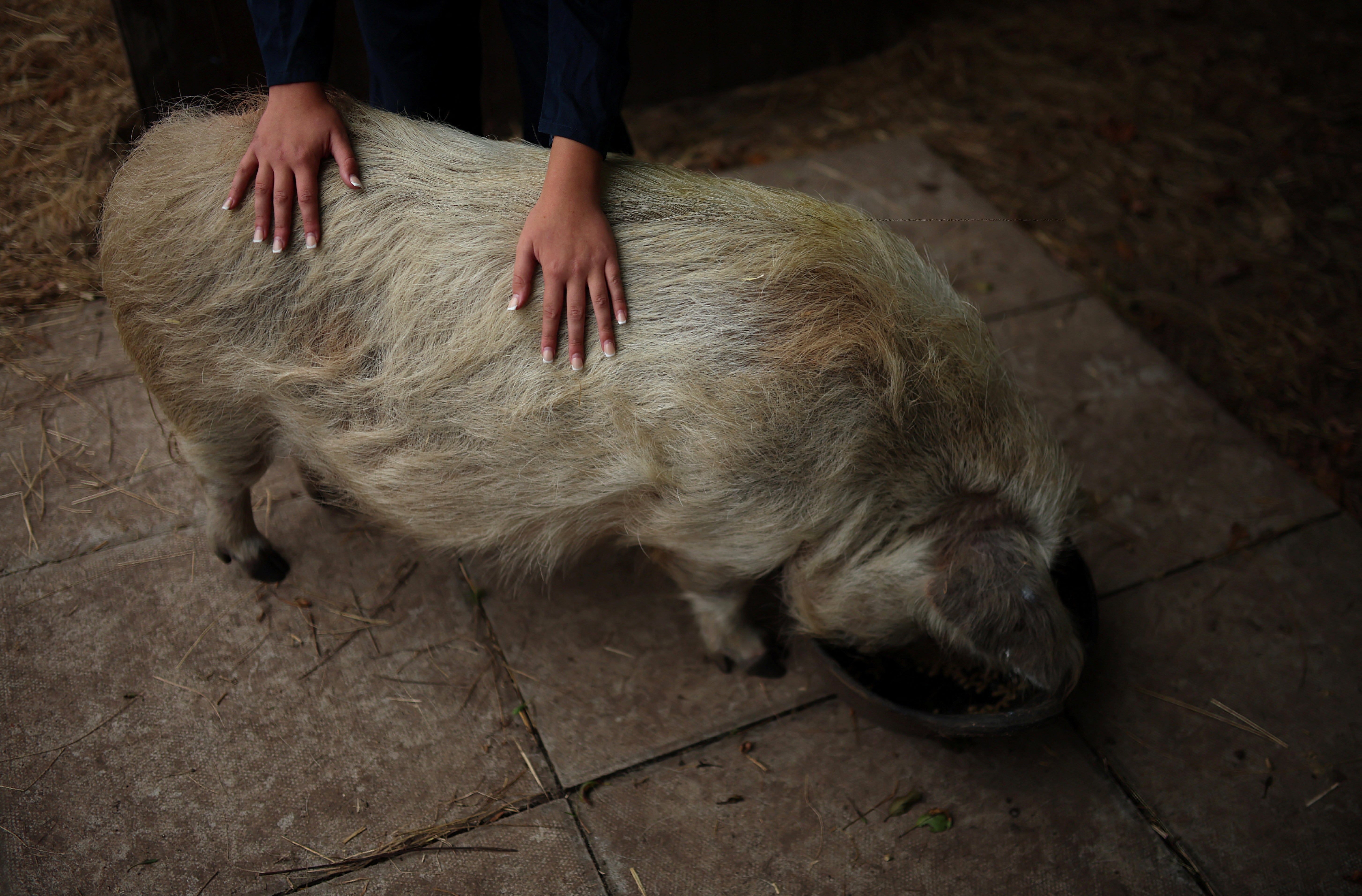 Ella-Rose rubs the back of one of the school’s pigs as she feeds the animals on the farm