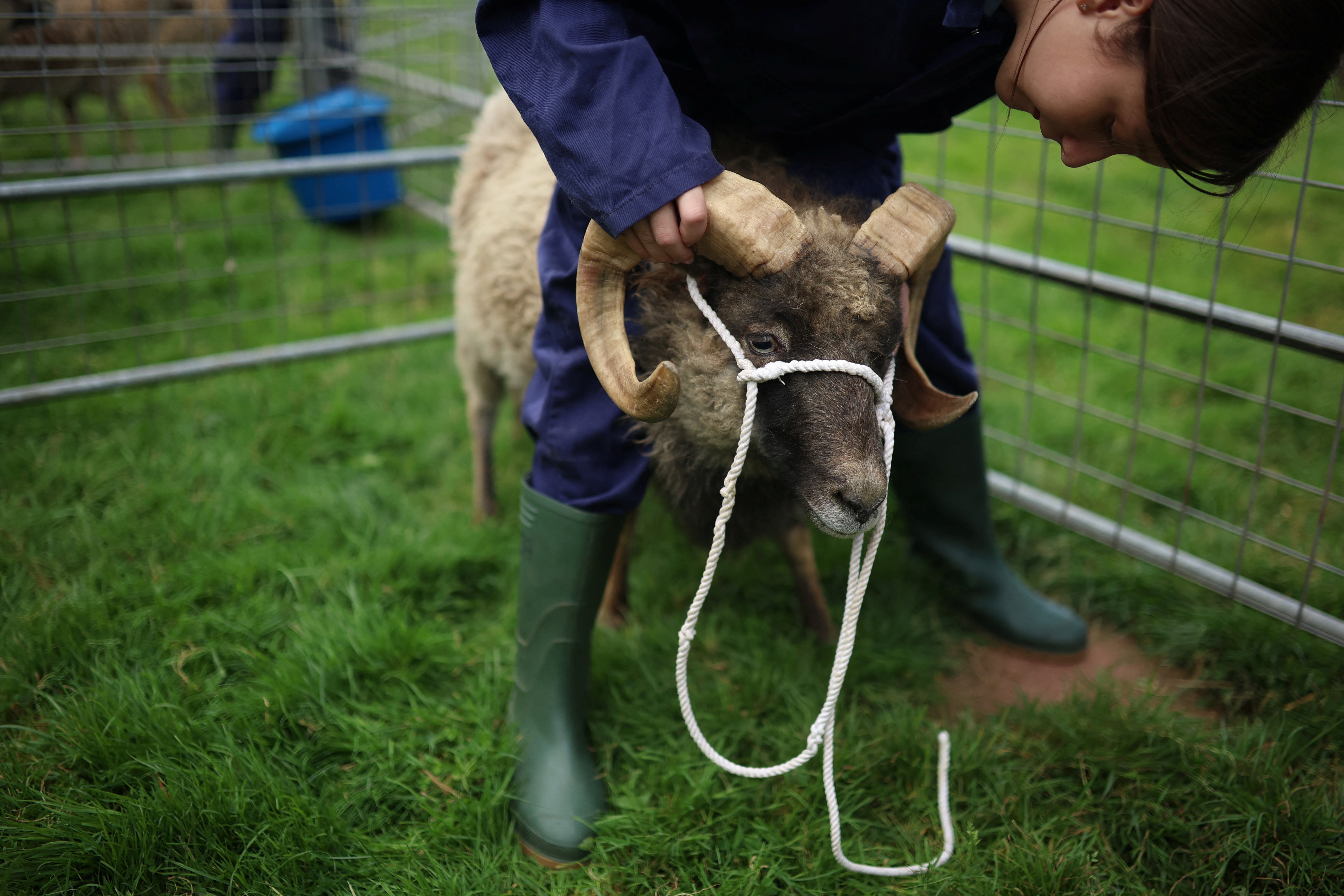 Megan puts a head collar onto one of the school’s North Ronaldsay sheep during an animal-handling session