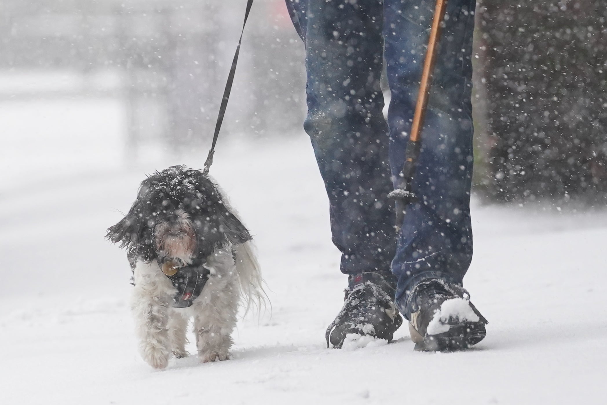 A man walks dog through a snow flurry in Lenham, Kent