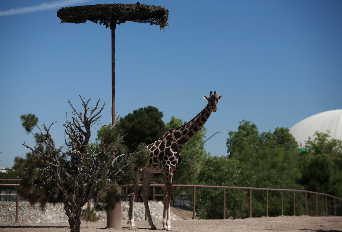 Benito the giraffe leaves extreme weather at Mexico’s border and heads to a more congenial home