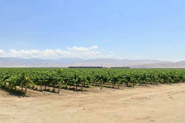 <p>Grapevine Vineyard in Arvin, California, where the body of Ada Beth Kaplan, 64, was discovered in 2011</p>