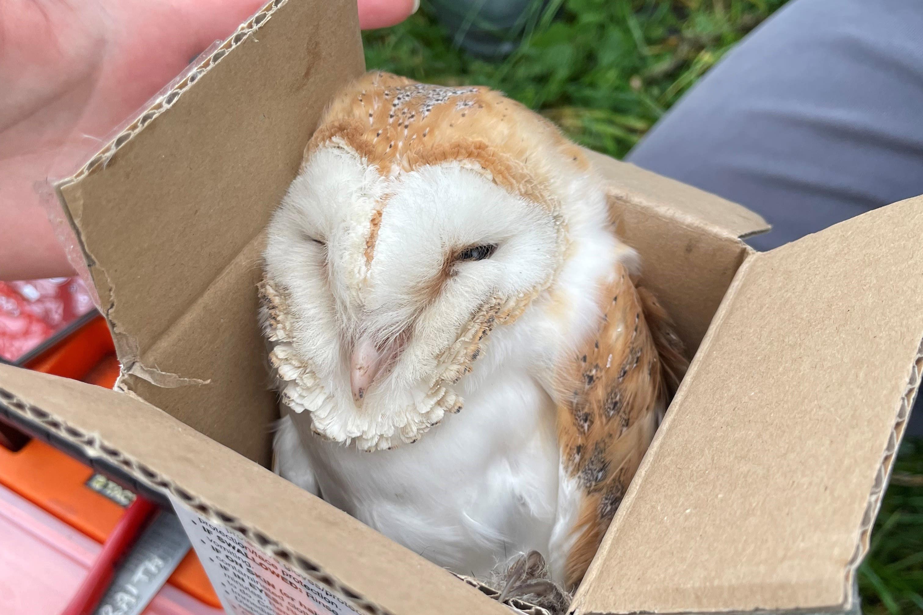 Four barn owl chicks defied the odds this winter as the latest recorded brood in Northern Ireland to date (Handout/PA)