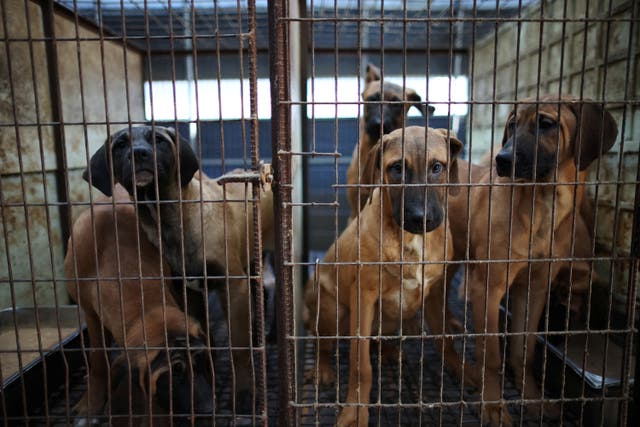 <p>Dogs look on from their cages at a dog meat farm in Hwaseong, South Korea</p>