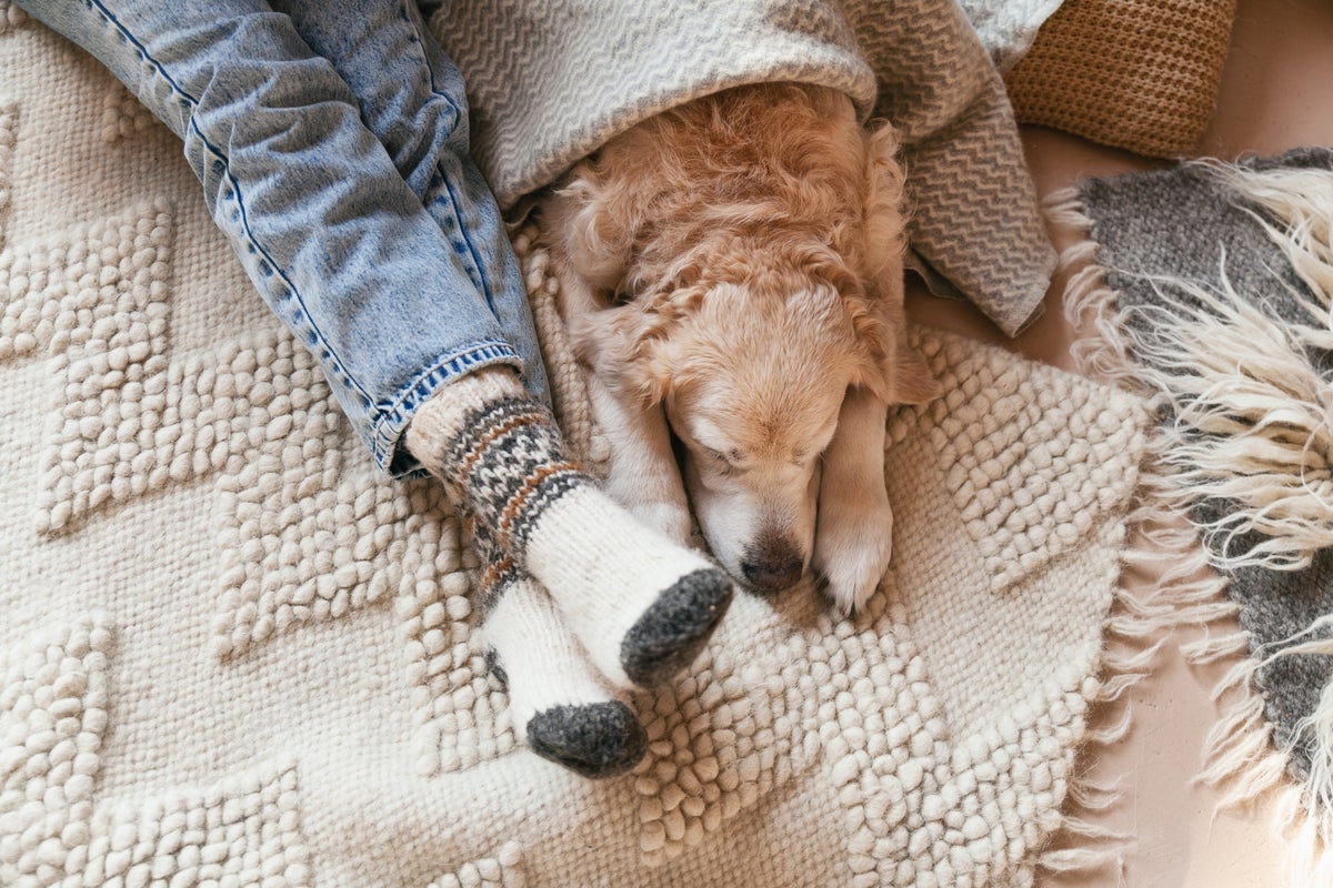 The best places to book if you want to go on holiday with your dog