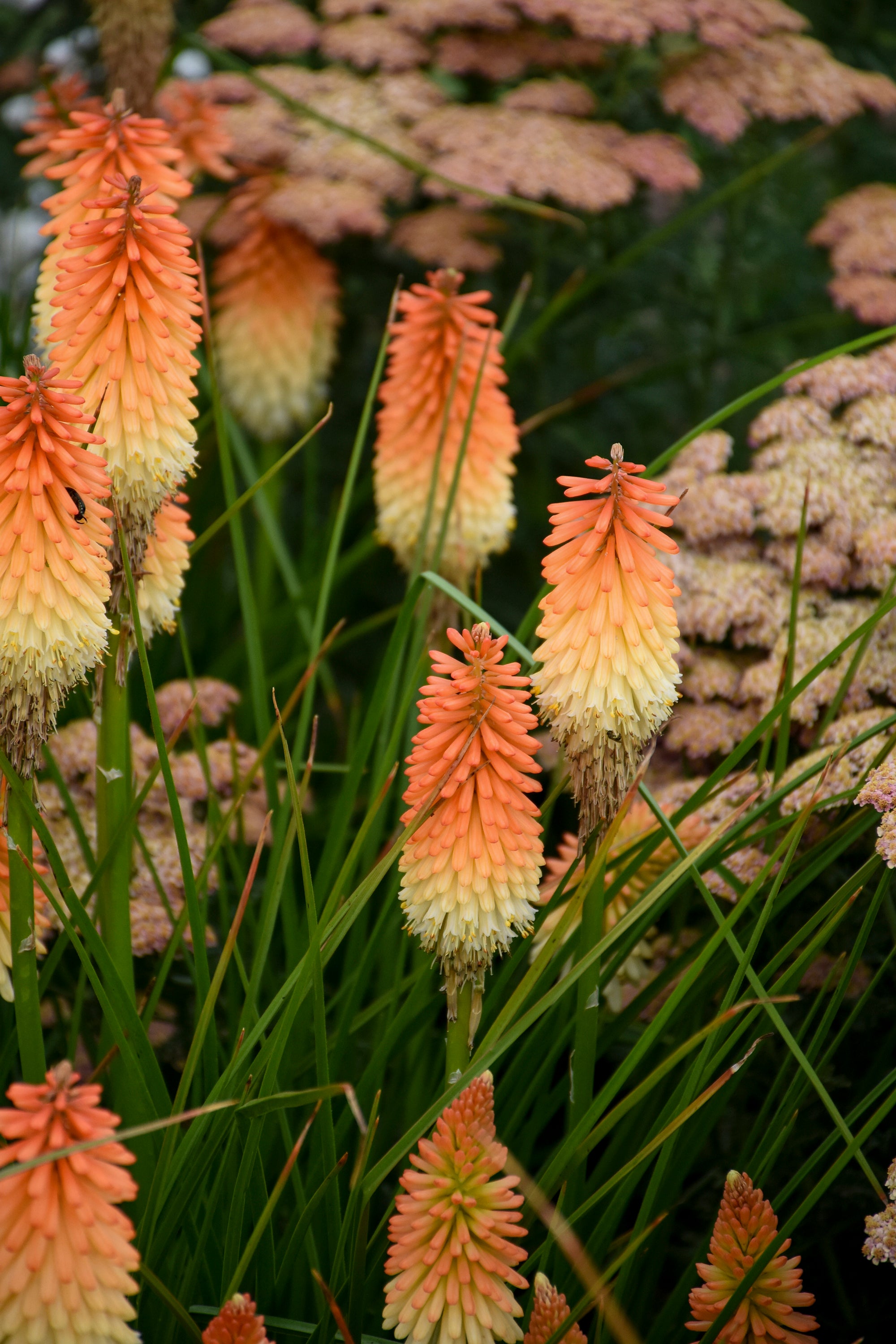 Gardening-Peachy Plants