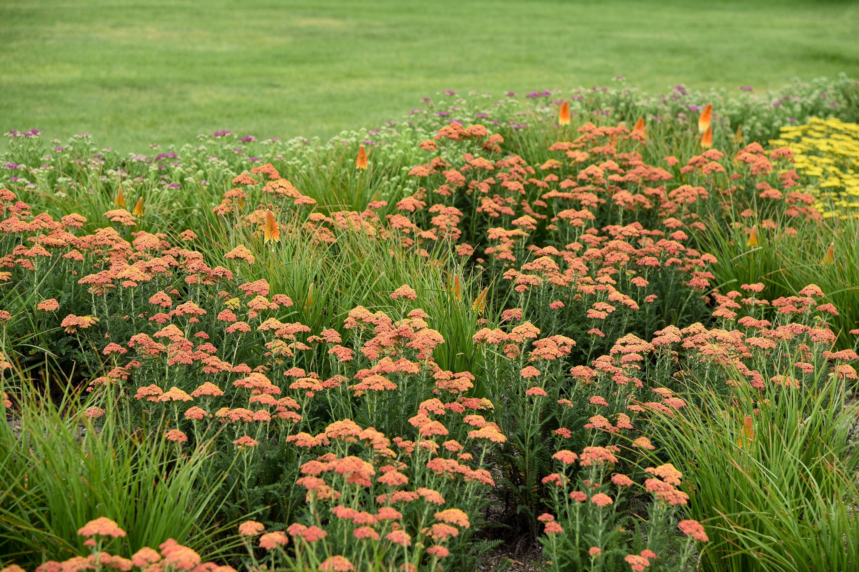 Gardening-Peachy Plants