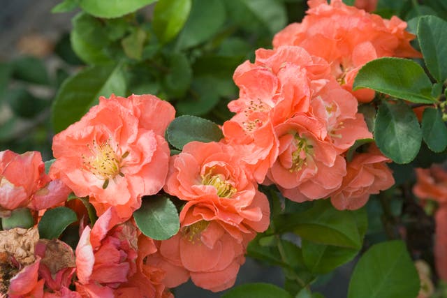 <p>Gardening-Peachy Plants</p>