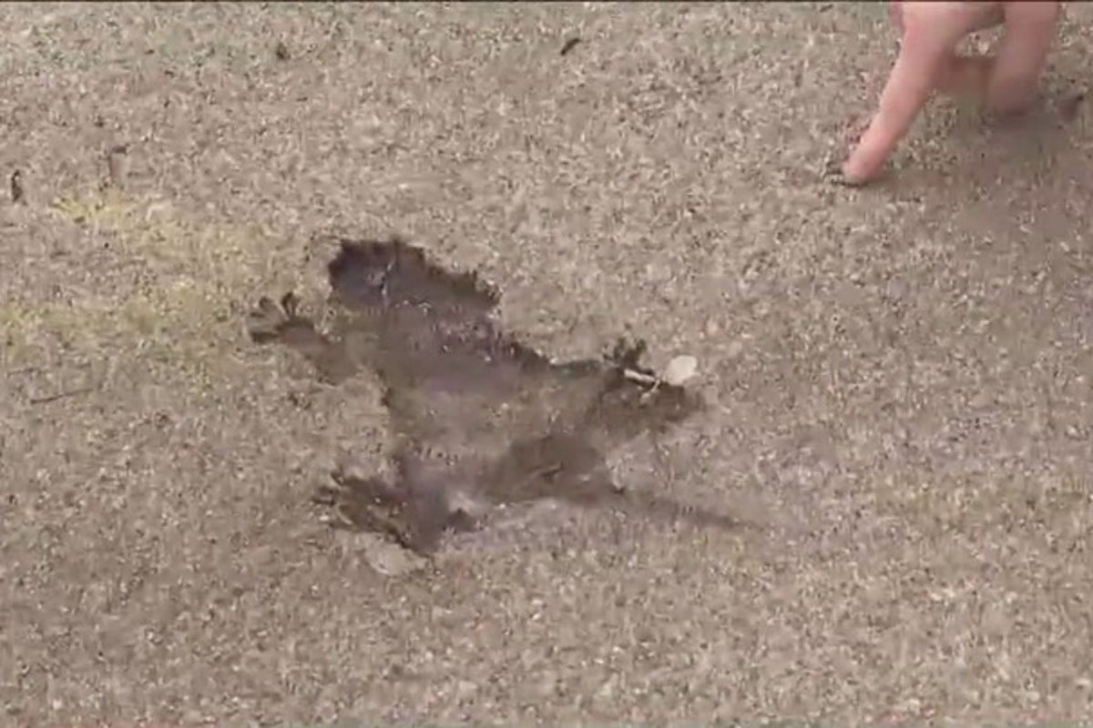 The bizarre Chicago ‘rat hole’ tourist attraction may not be what it seems