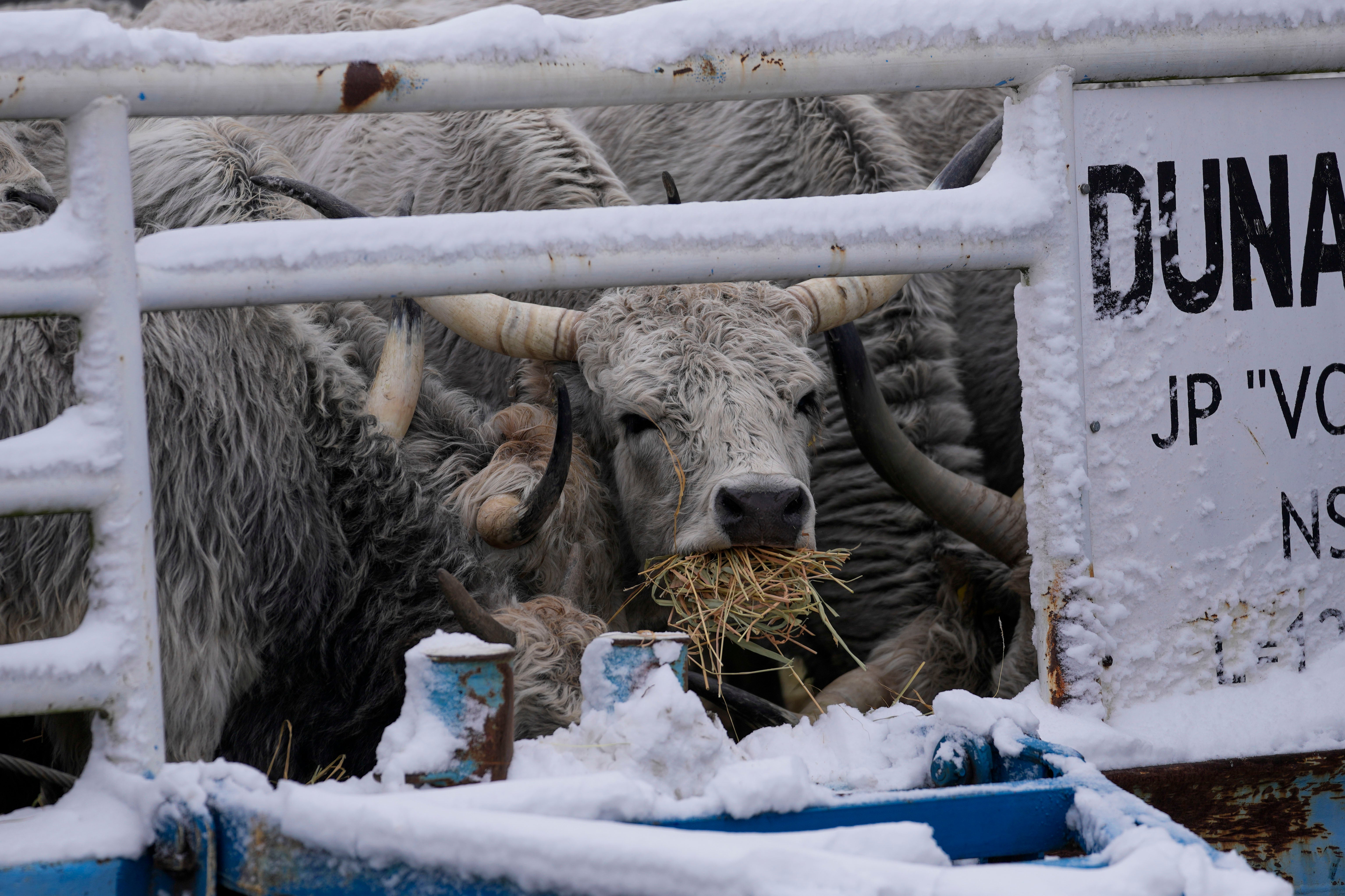 Serbia Stranded Animals