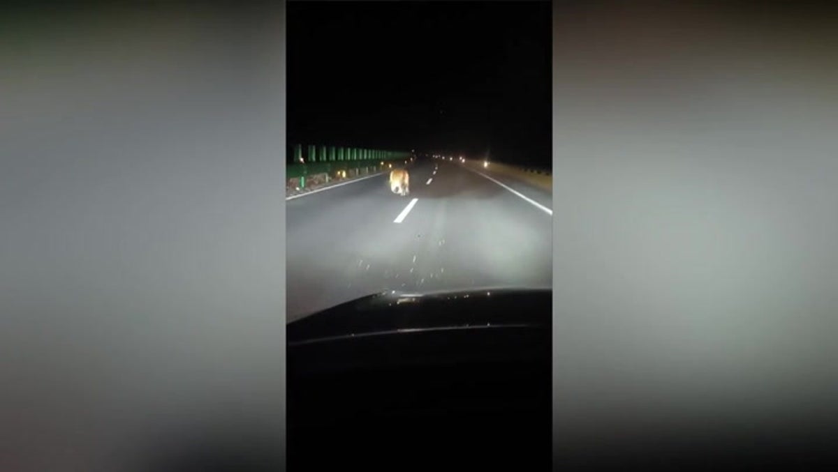 Rare Siberian tiger casually strolls in front of drivers in middle of the night in China