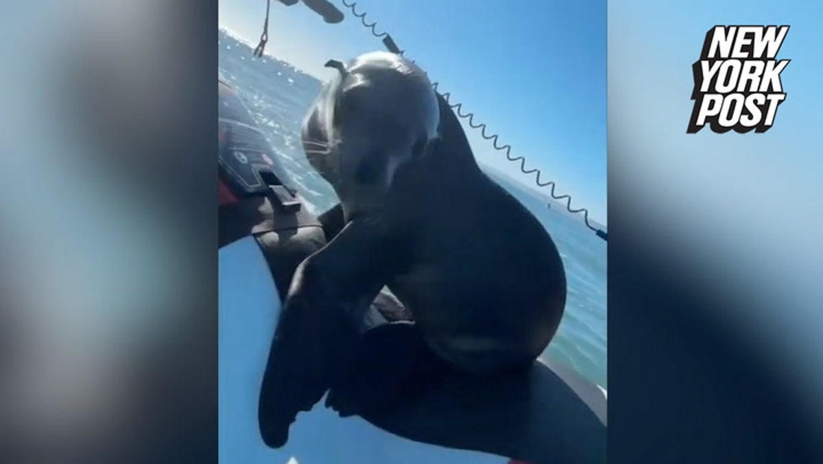 Baby sea lion jumps aboard Jet Ski and joins lifeguard for a ride