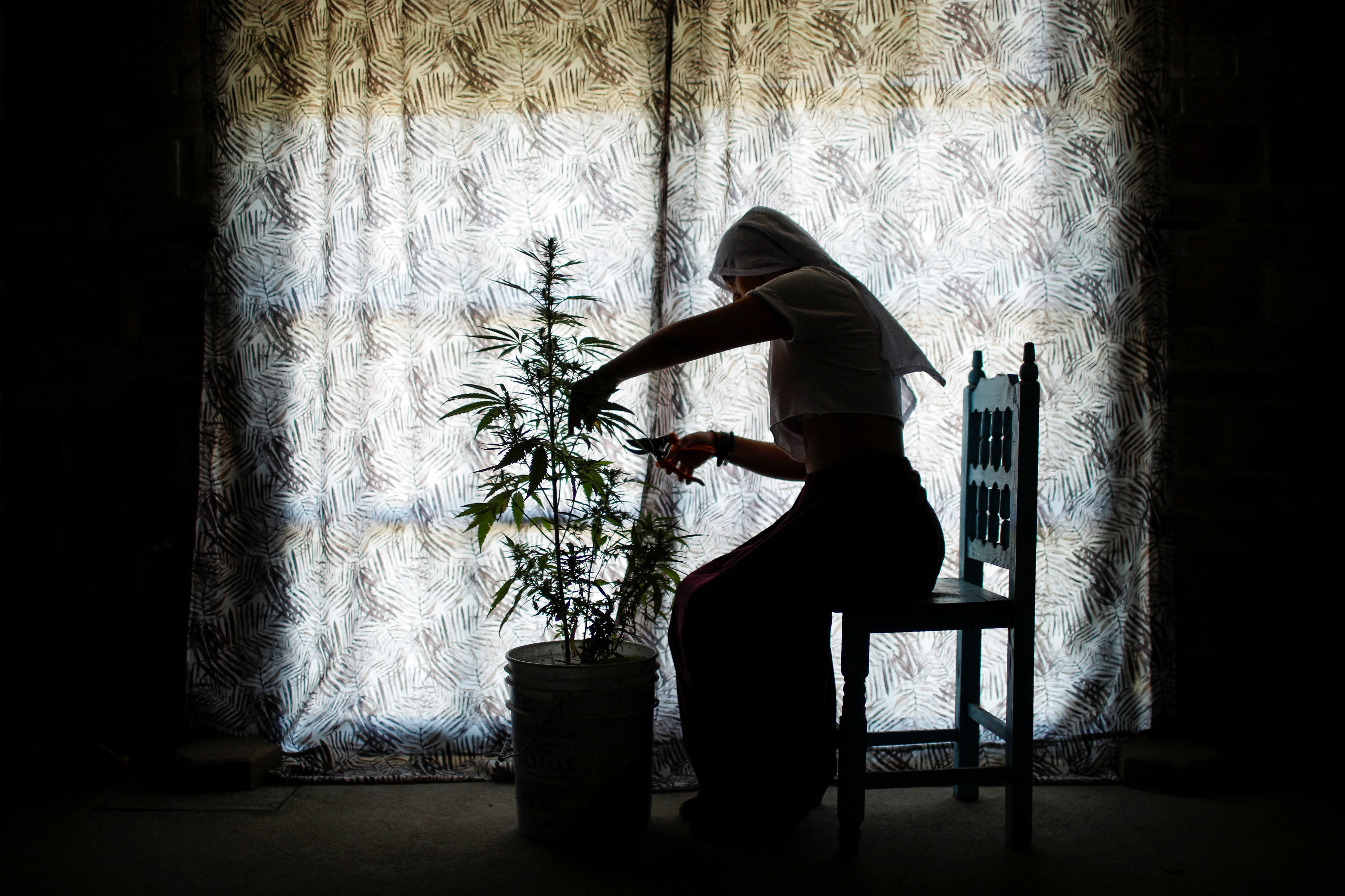 A nun trims a hemp plant at the farm