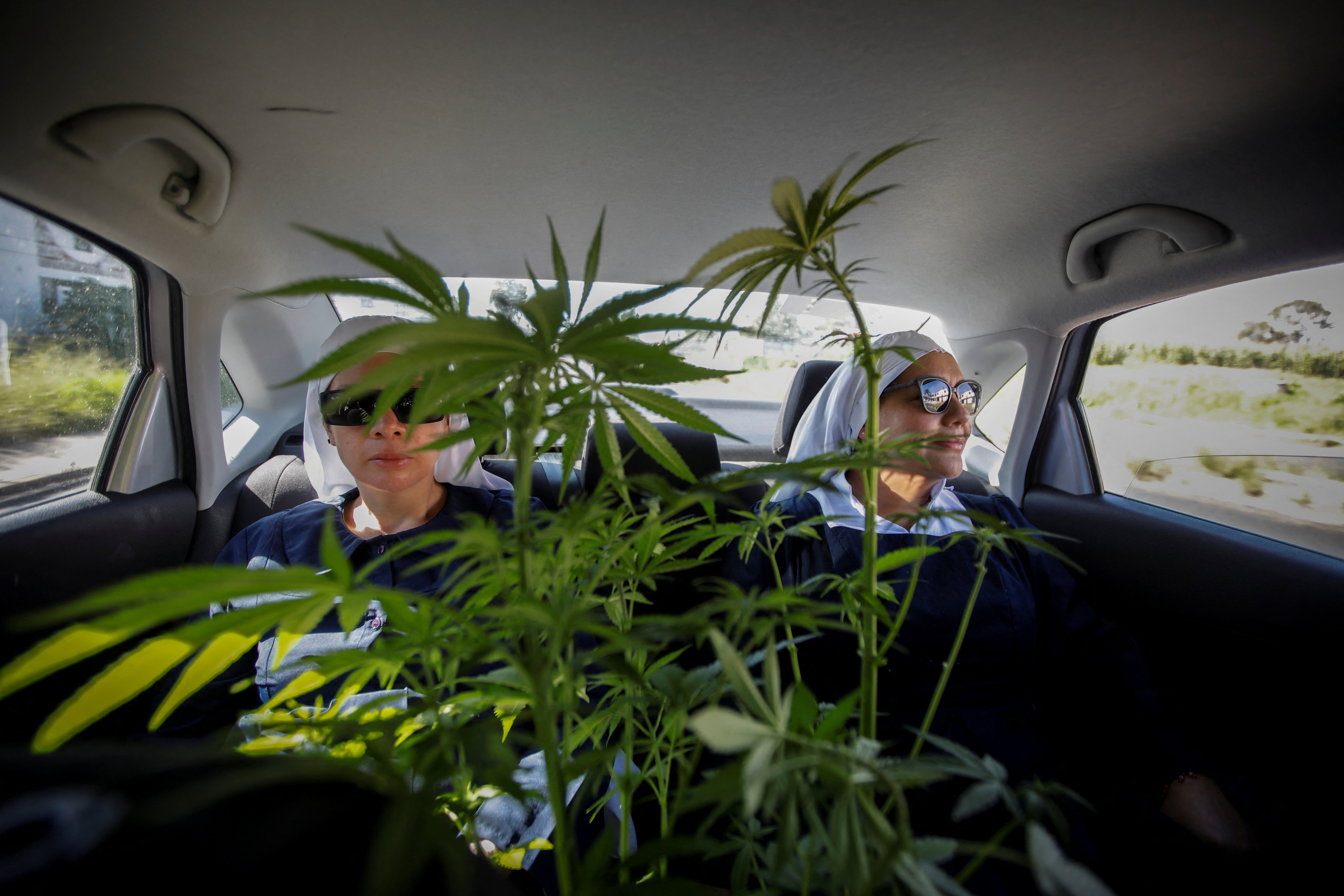 Nuns transport a cannabis plant cultivated on the farm