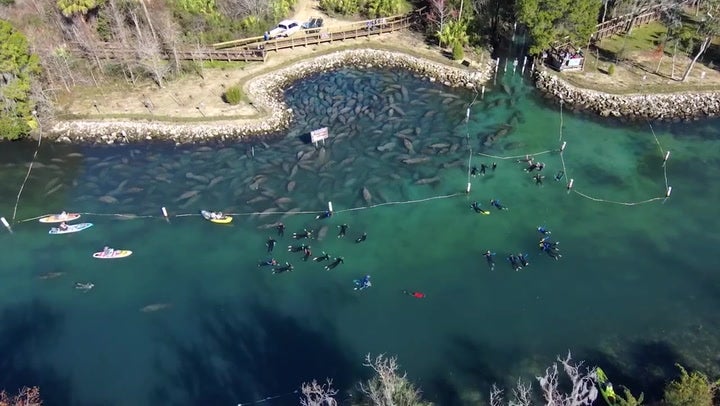 Nearly 1,000 manatees gathered at a Florida state park earlier this month