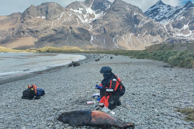 <p>A scientist tests a dead seal on South Georgia Island in the South Atlantic Ocean for avian influenza, a disease which has already killed millions of birds worldwide in recent years and is now present in wildlife living near Antarctica</p>