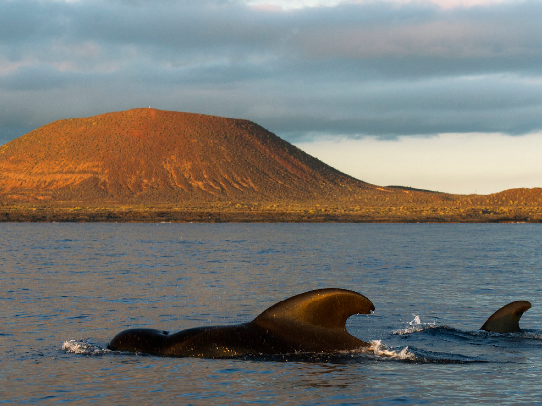 Pilot whales can be spotted year-round in Tenerife