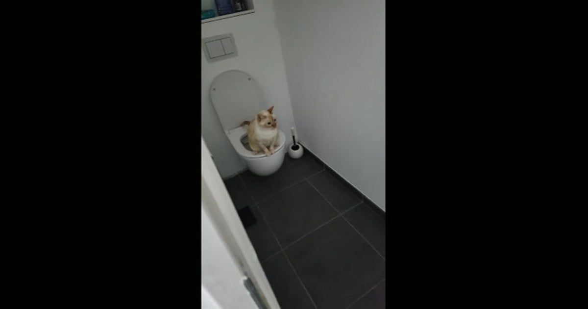 The toilet-trained cat with impeccable bathroom etiquette, Lifestyle