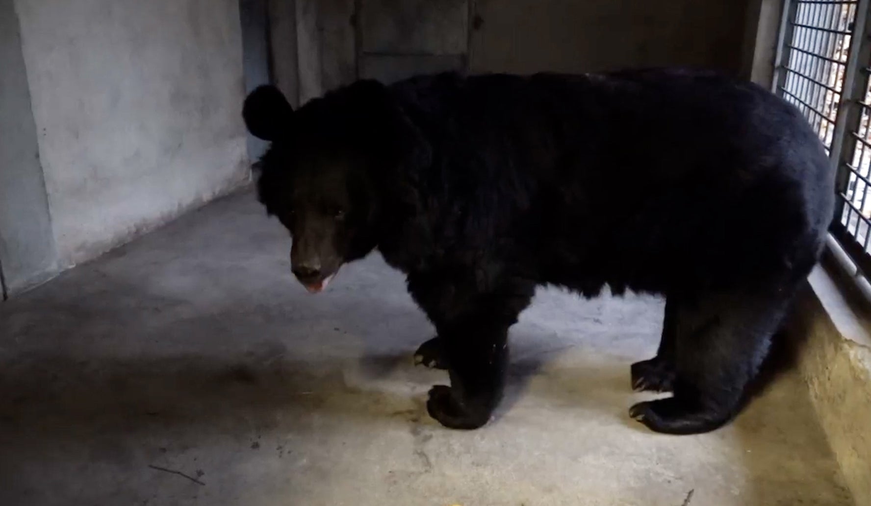 Black bear with PTSD only survivor of Russian onslaught on Ukraine zoo |  The Independent