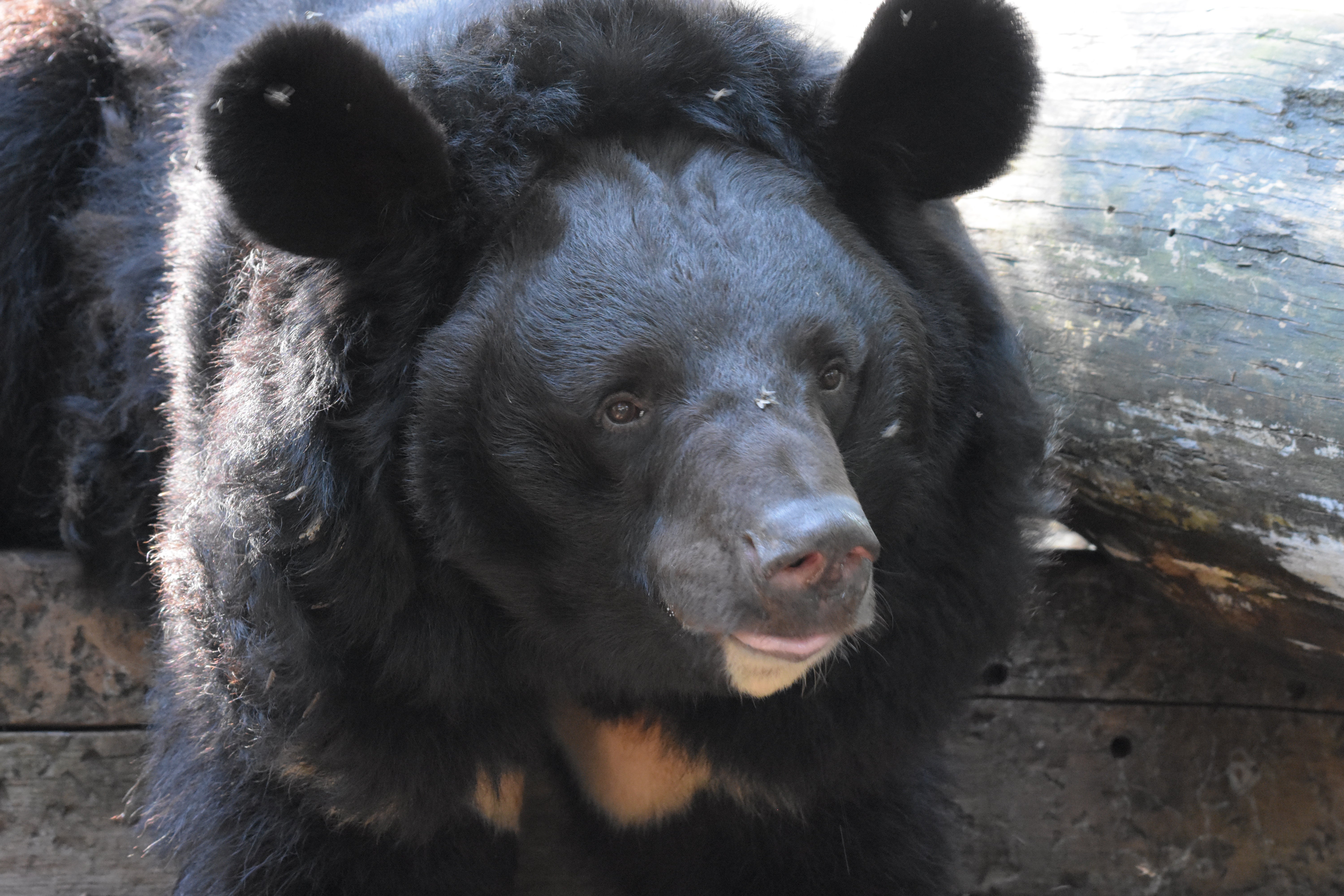 Black bear with PTSD only survivor of Russian onslaught on Ukraine zoo |  The Independent