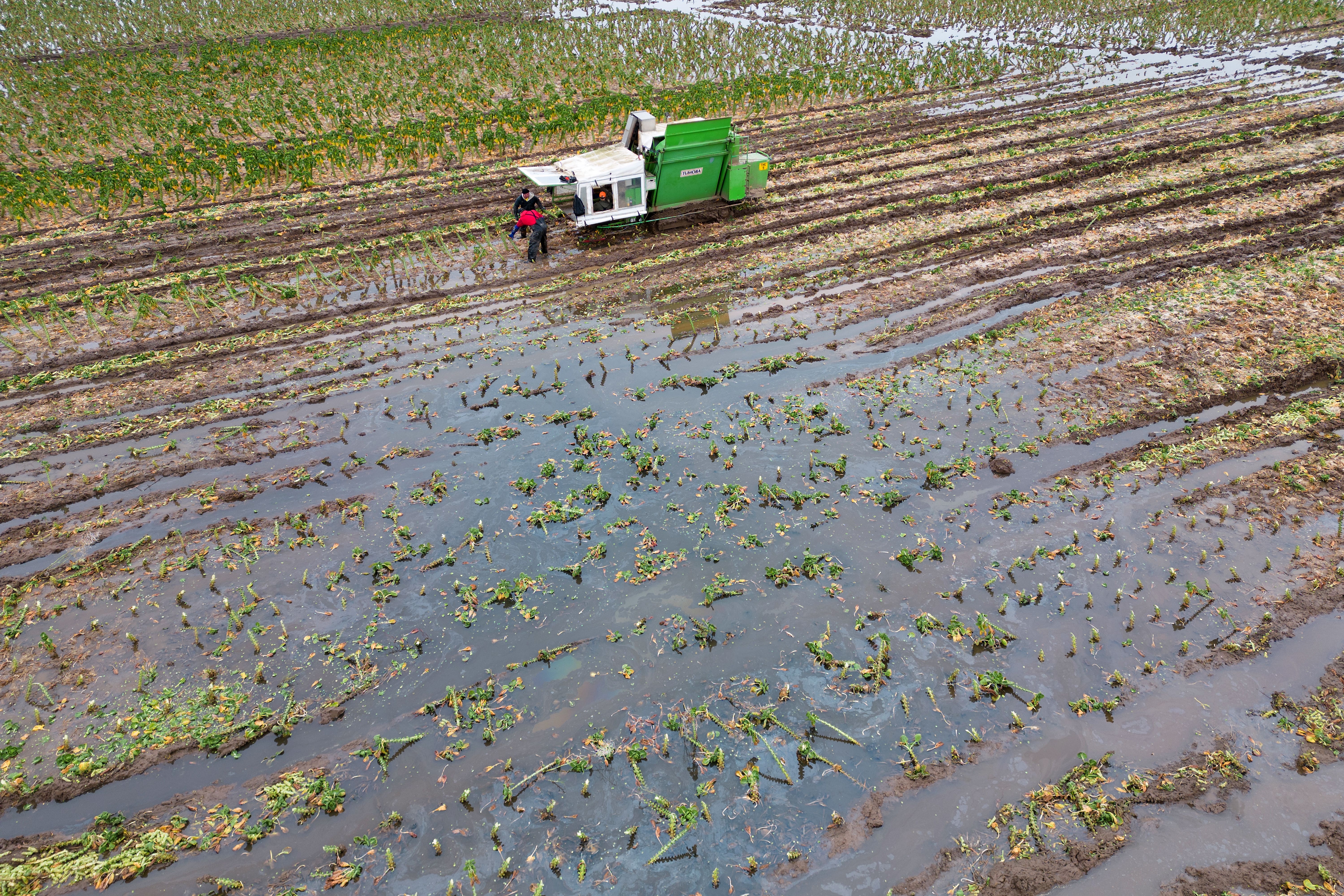 Brussels sprouts are harvested in a flooded field at TH Clements and Son Ltd near Boston, Lincolnshire. (Joe Giddens/ PA)