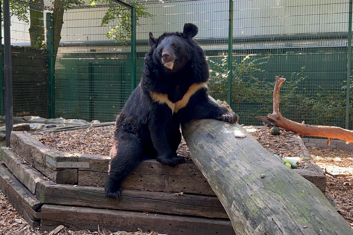 Black bear with PTSD only survivor of Russian onslaught on Ukraine zoo |  The Independent