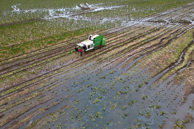 <p>Brussels sprouts are harvested in a flooded field at TH Clements and Son Ltd near Boston, Lincolnshire</p>