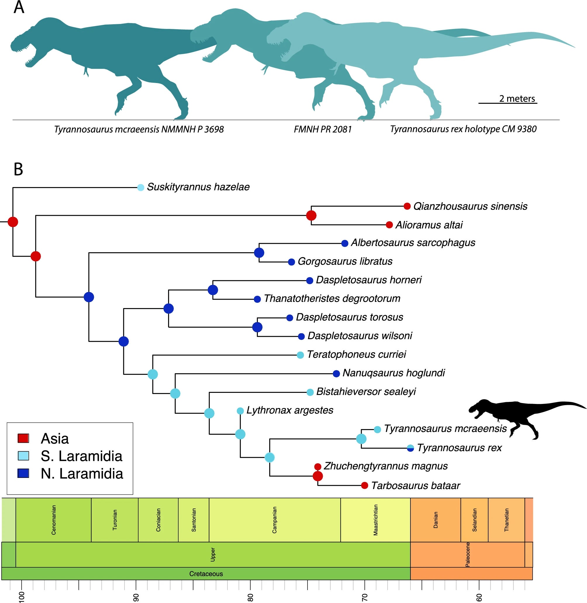 Tyrannosaurus mcraeensis , is thought to have come from southern America and migrated to what is now Montana, Wyoming and Canada around 67m years ago.