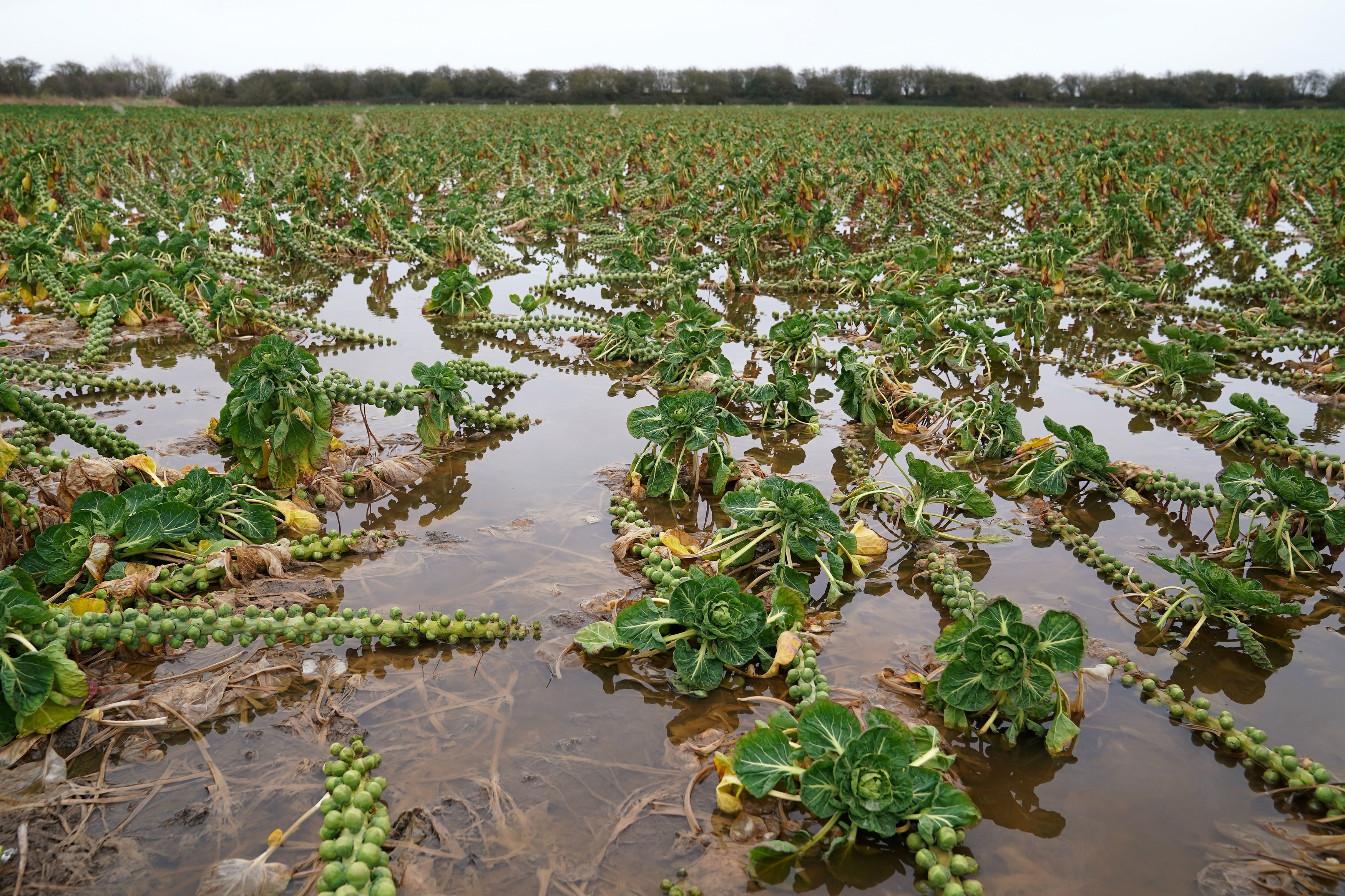 A flooded field of brussels sprouts in Lincolnshire, as the UK faces wet and warmer weather due to climate change