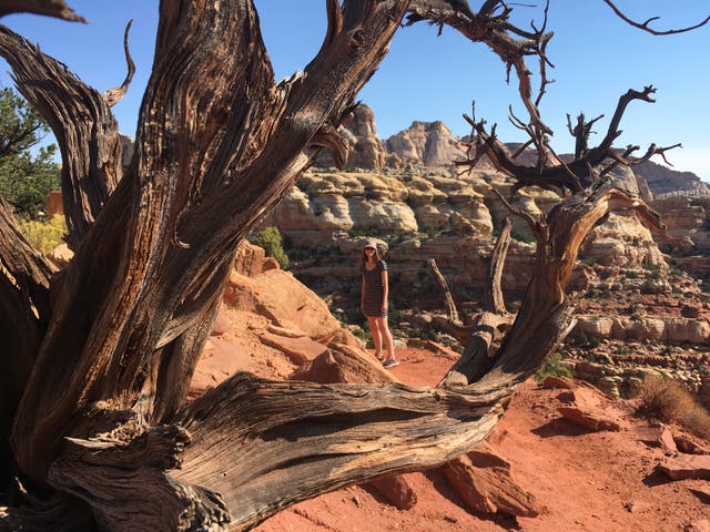 <p>Wild west: President Trump’s punitive per-person park premium will push Bryce Canyon in Utah off many wishlists</p>