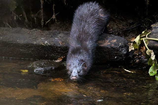 The American mink was brought to Britain and Ireland to be farmed for its fur (Raymond Williams/PA)