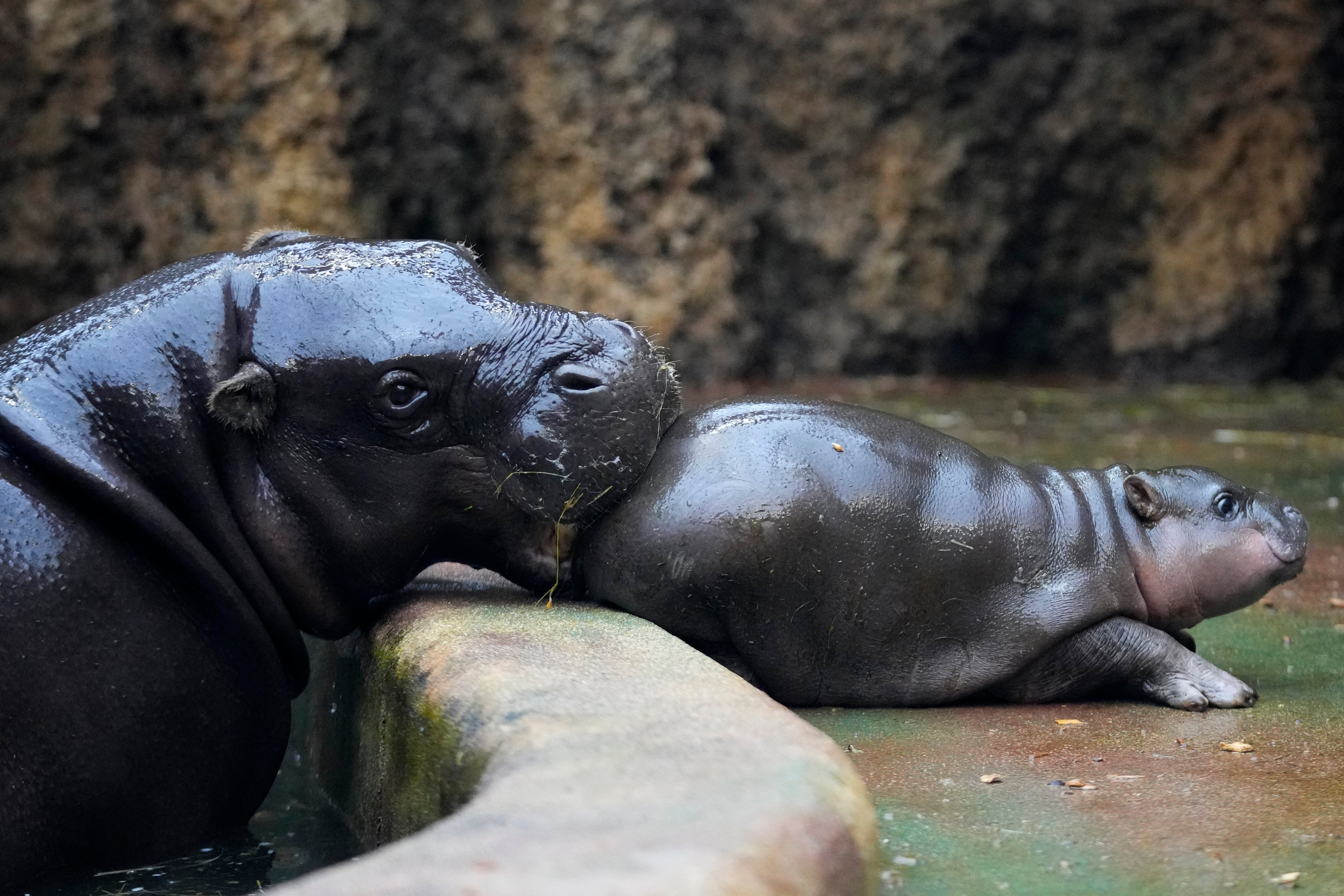 Czech Republic Baby Pygmy Hippo