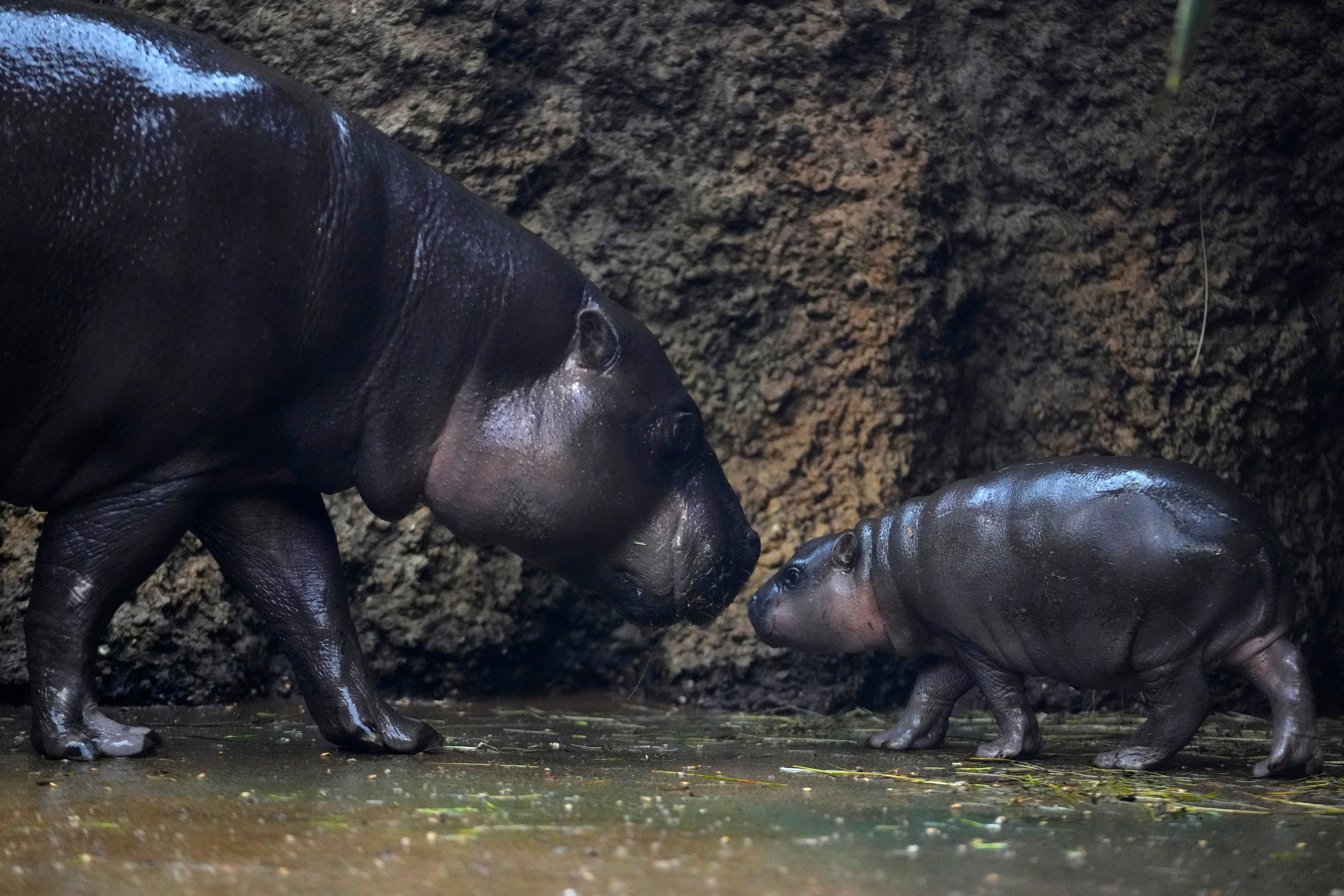 Czech Republic Baby Pygmy Hippo