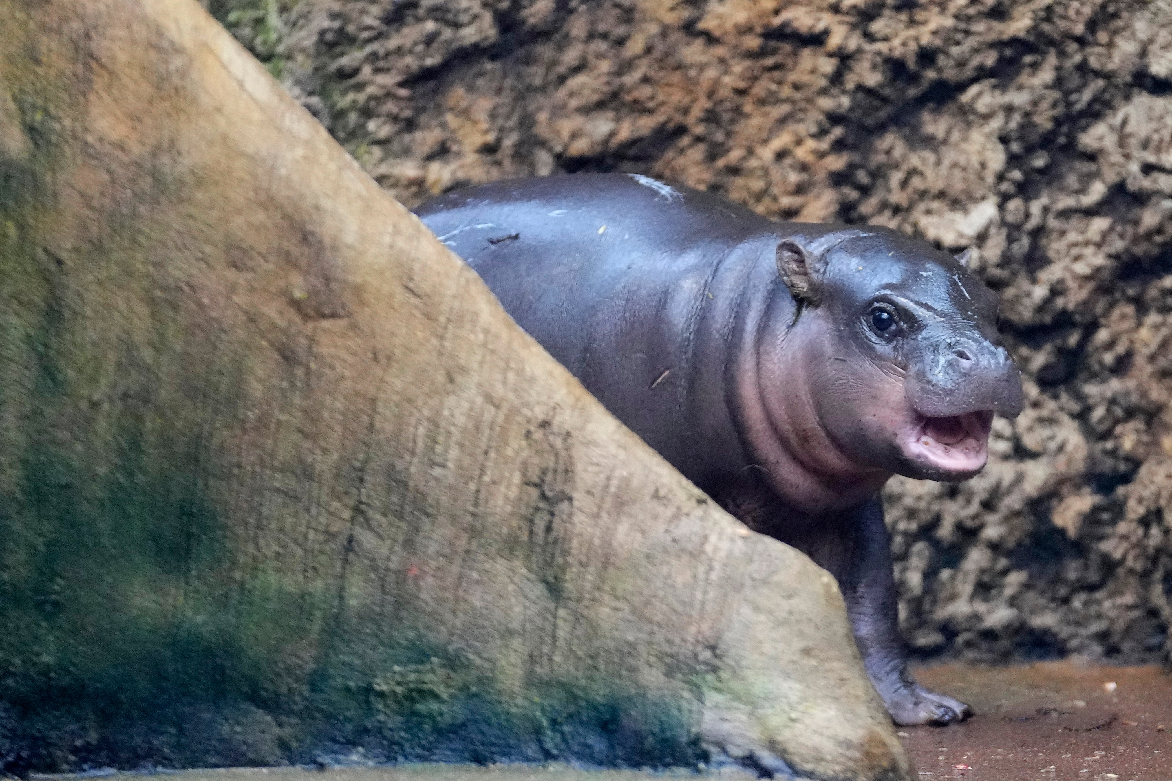 Czech Republic Baby Pygmy Hippo