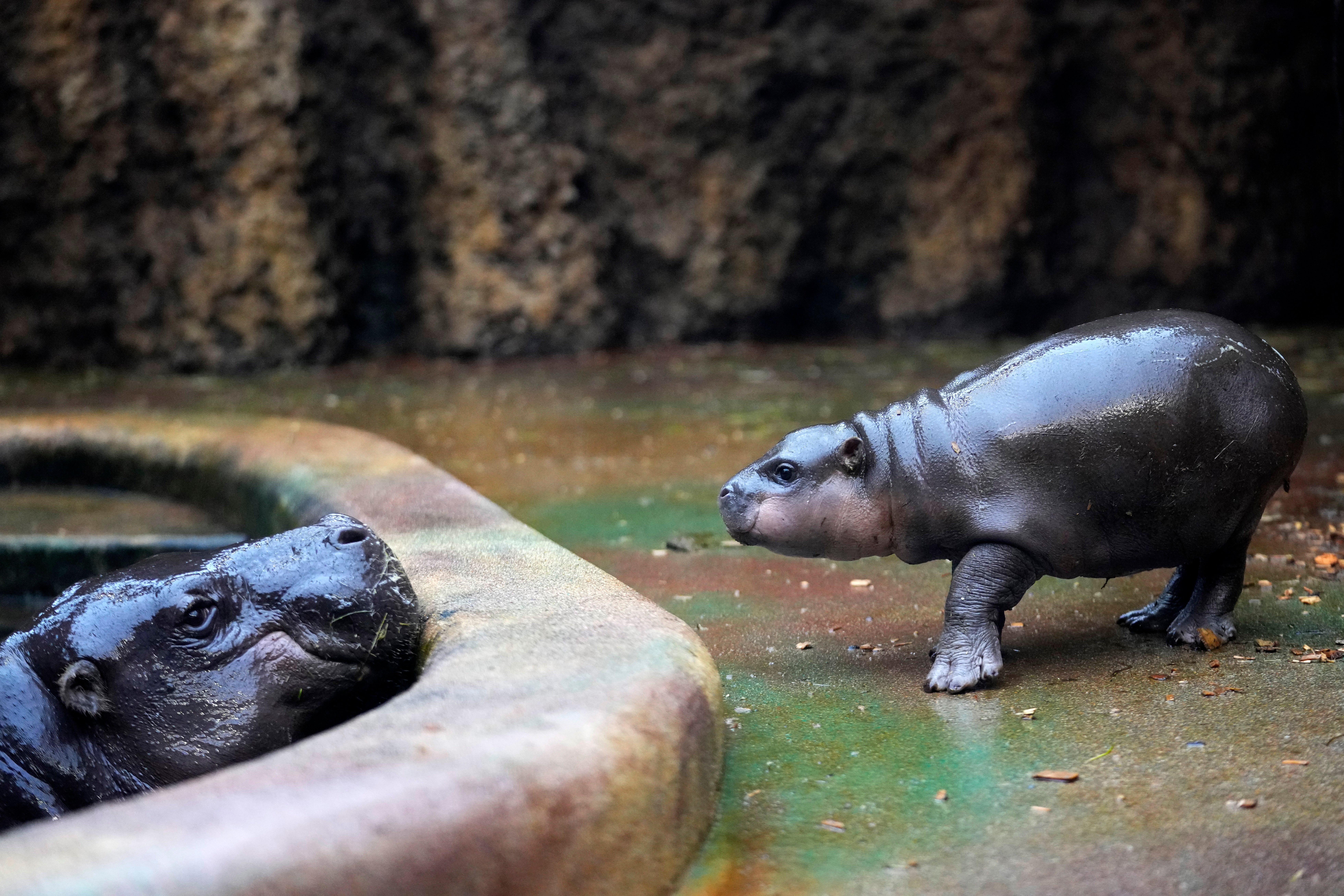 Czech Republic Baby Pygmy Hippo