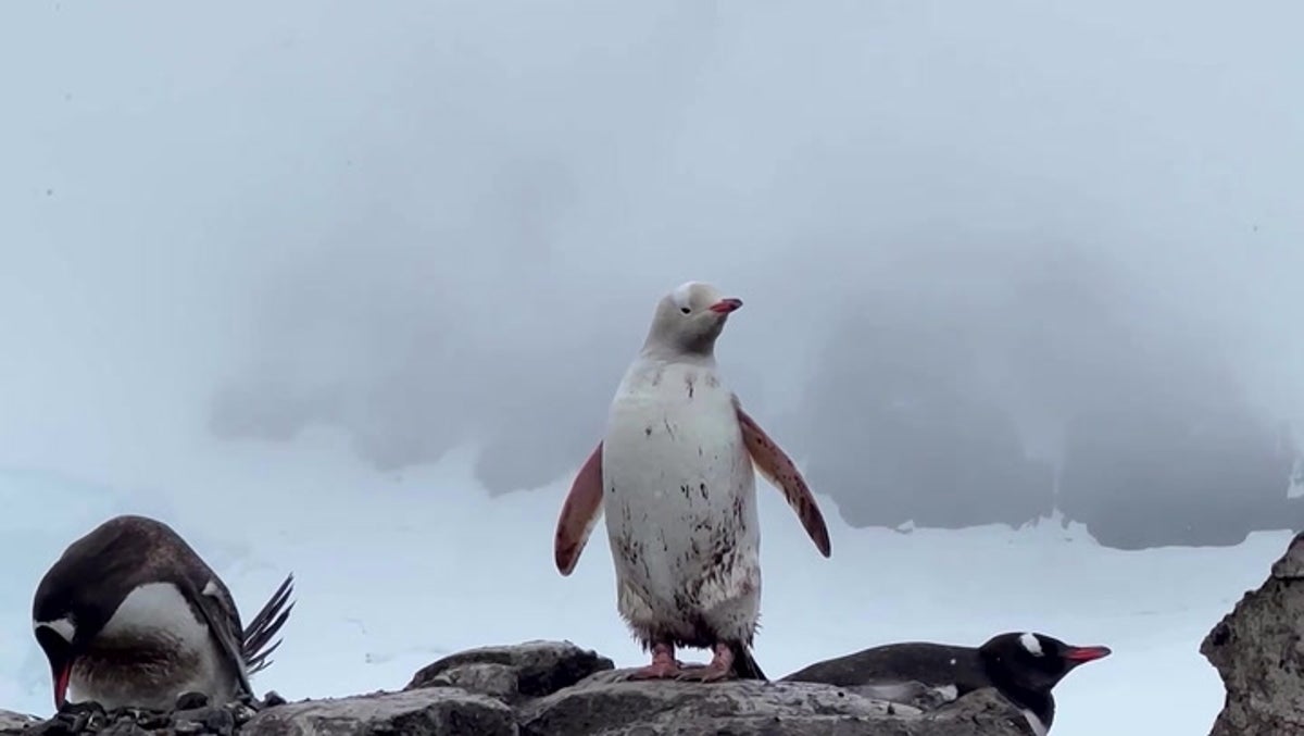 Rare all-white penguin filmed in Antarctica Lifestyle