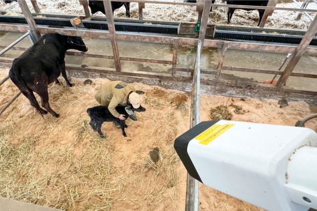 <p>Nikon’s AI camera system monitors a cow’s movements and recognises when it is going into labour</p>