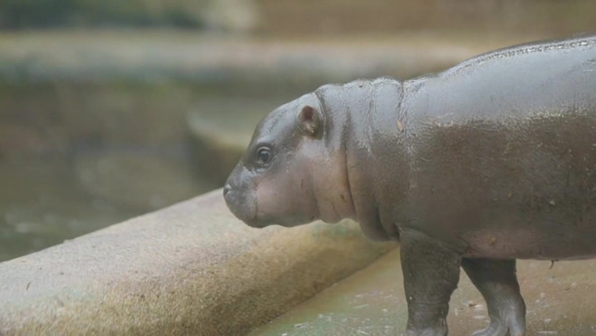 Rare pygmy hippo born in Czech zoo makes first appearance with mother